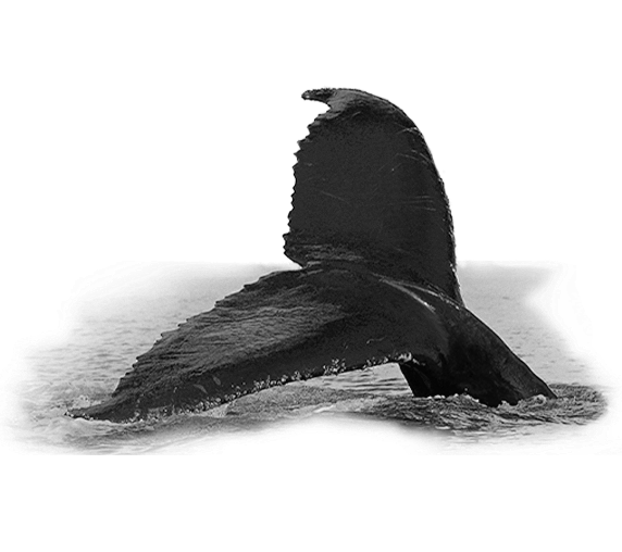 /storage/publication/2dc989f3-37fd-42a7-a429-4dbf594c7b8e/1 хвост чб.png